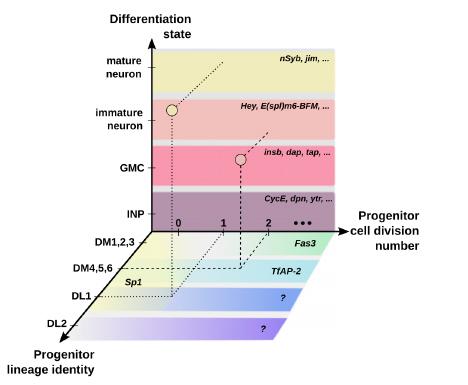 Figure represents the complexity of neuron development in fruit flies' brain.