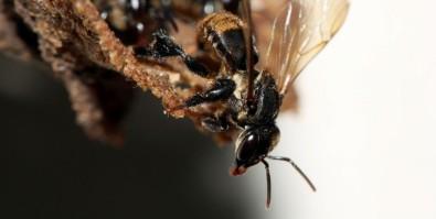 Stingless Bee Interacts with Fungus