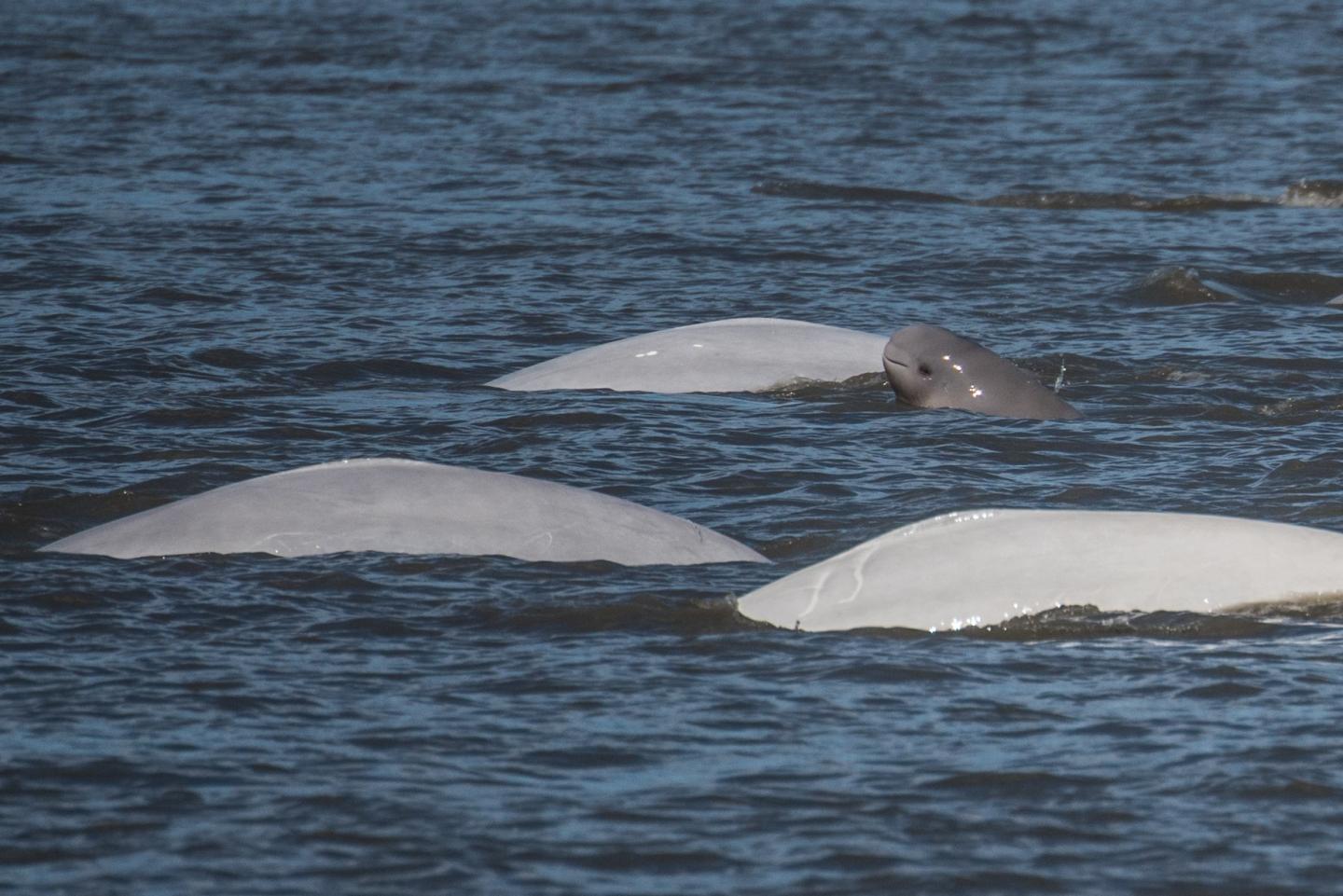 Cook Inlet beluga whales