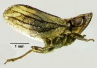 <i>Conosimus baenai</i> Female, Lateral View