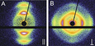 Particles Changing Angle: Unexpected Orientation in Capillaries