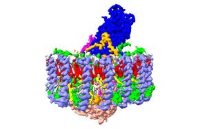 Overall cryo-EM structure of the Alc. vinosum LH1–RC complex