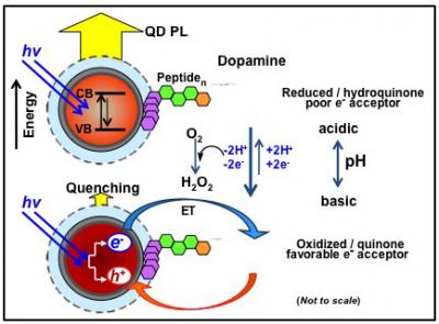 Quantum Dot-Dopamine Energy Transfer Mechanism