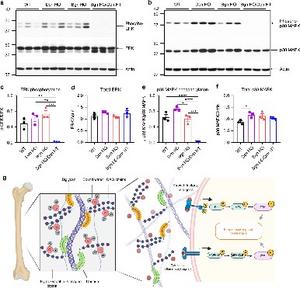 Phosphorylation of ERK and p38 MAPK signaling pathways was markedly impaired in Bgn/Dcn double KO mice.