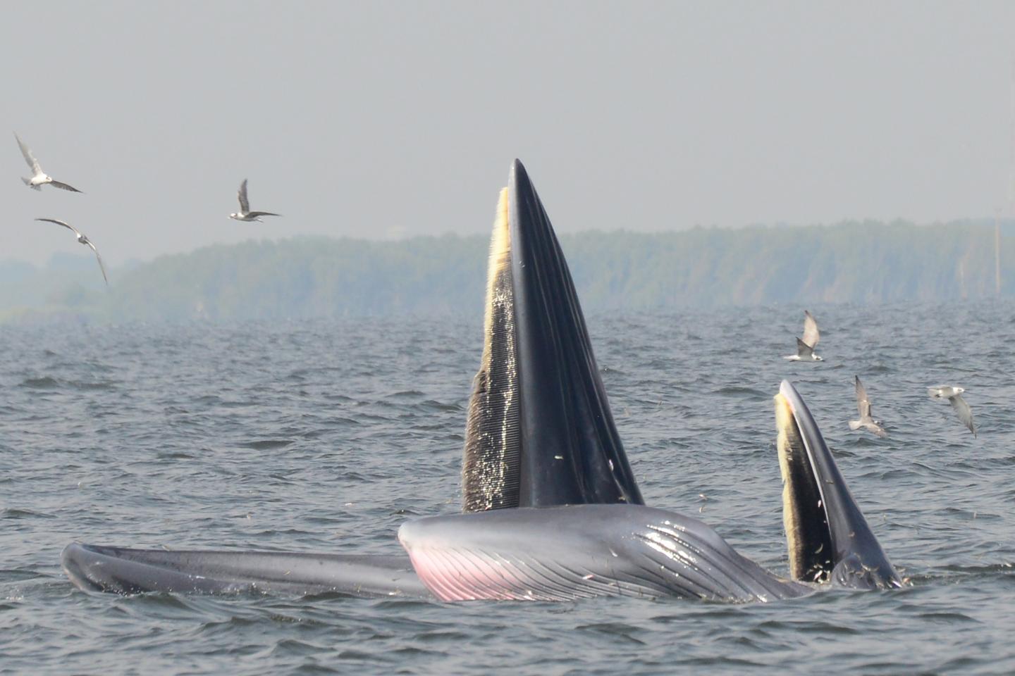 Bryde's Whales