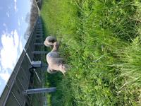 Lamb grazing under solar panel