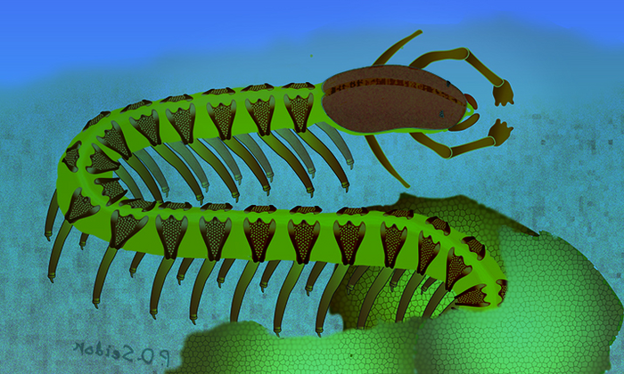 Reconstruction of the armored lobopodian Cardiodictyon catenulum