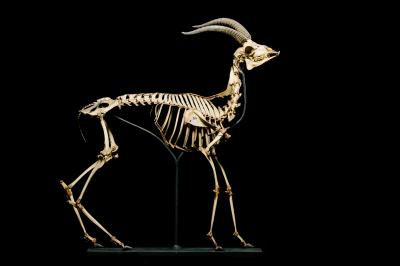 Skeleton of a Fast and Flexible Dorcas Gazelle (1B)