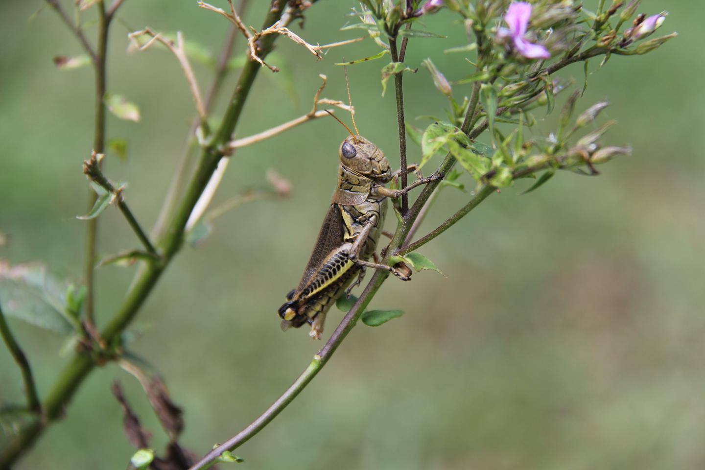 Grasshopper