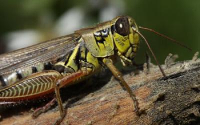 Photo of a Grasshopper on a Woody Branch