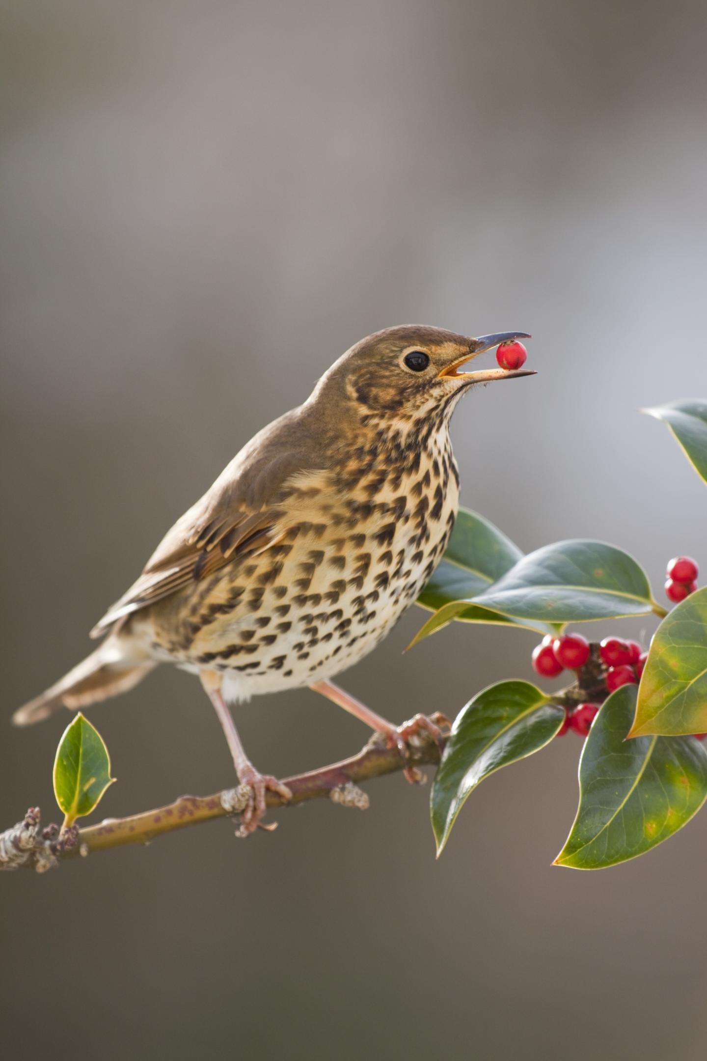 A Song Thrush Eating Holly Fruits