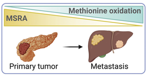 Enzyme decrease triggers cancer metastasis