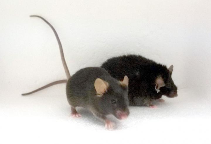 Obese and Healthy Weight Mice
