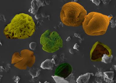 Tropical Forest Diversity Increased during Ancient Global Warming Event (1 of 3)