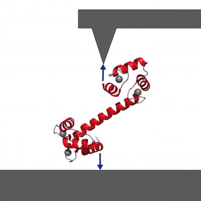 Getting a Handle on the Signaling Protein Calmodulin