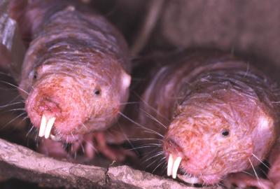 Naked Mole Rats