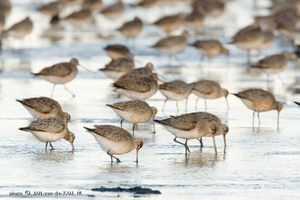 Red-tailed godwits just before departure from Alaska