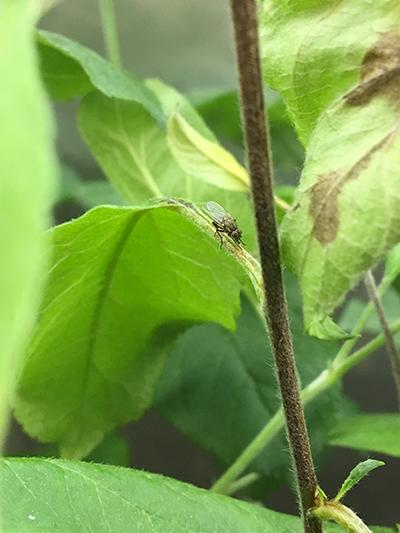 Fly feeding on ooze droplet