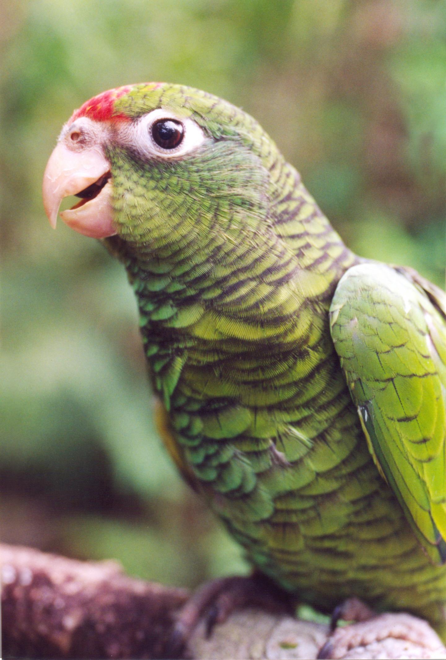 Tucuman Parrot