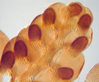 Frullania knightbridgei