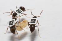 Tagged ants