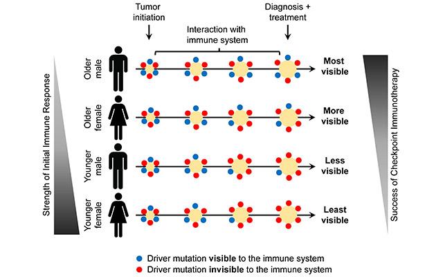 Immuno-Editing Graphic, University of California San Diego