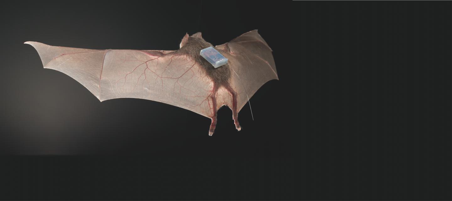 Tagged Desmodus Rotundus Bat
