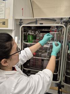 Fig. 3: Regular monitoring of the novel cell system enables precise analysis of drugs and their mode of Action.