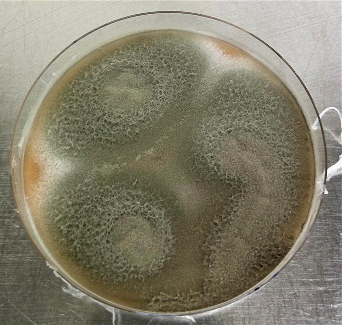 Talaromyces verruculosus