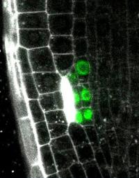 Mikroskop-Aufnahme einer Arabidopsis-Wurzelspitze 