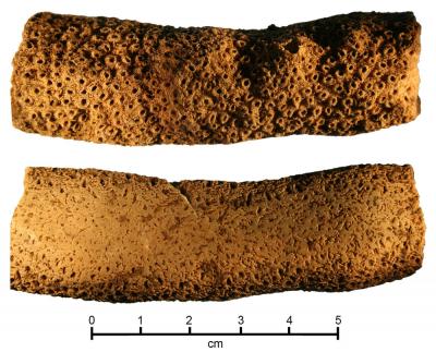 Coral Files Used by Early Polynesian Settlers