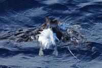 Deceased Black Browed Albatross At Sea With Balloon String