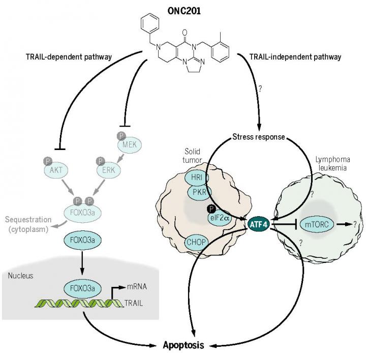 Candidate Cancer Drug Triggers Stress to Kill Solid and Blood Cancer Cells (2 of 3)