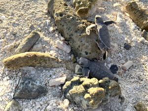 Endangered turtle population under threat as - Vimarsana News