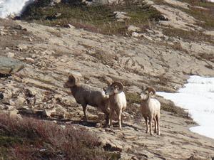 A ram group in spring in Glacier National Park