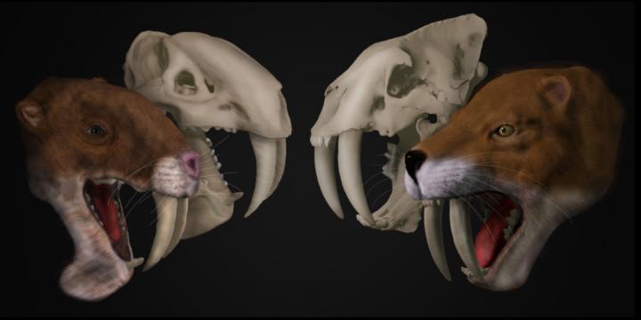 Skulls and Life Reconstructions of the Marsupial Saber-Tooths