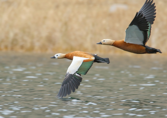 Ruddy Shelduck (Tadorna ferruginea)