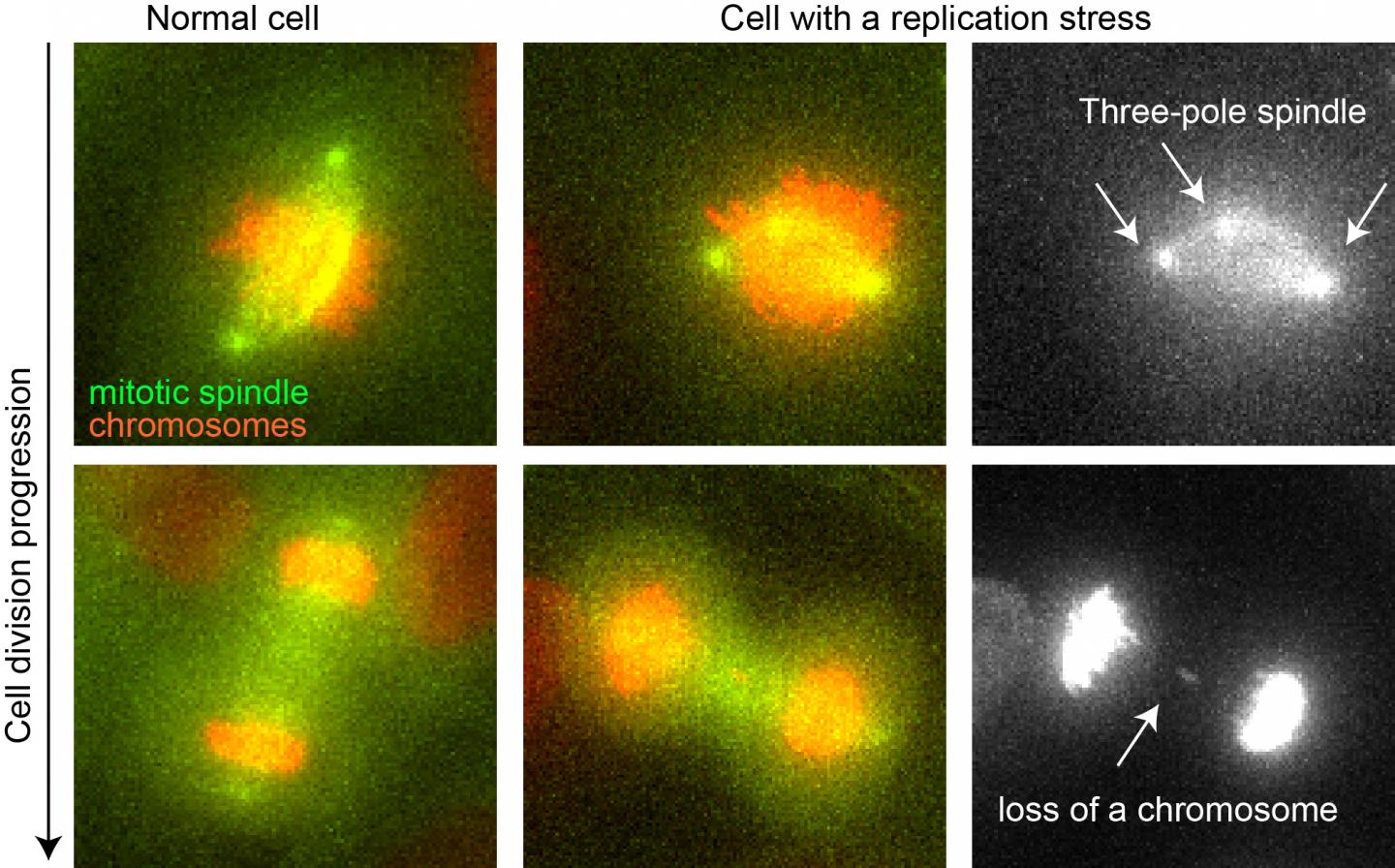 division of cells