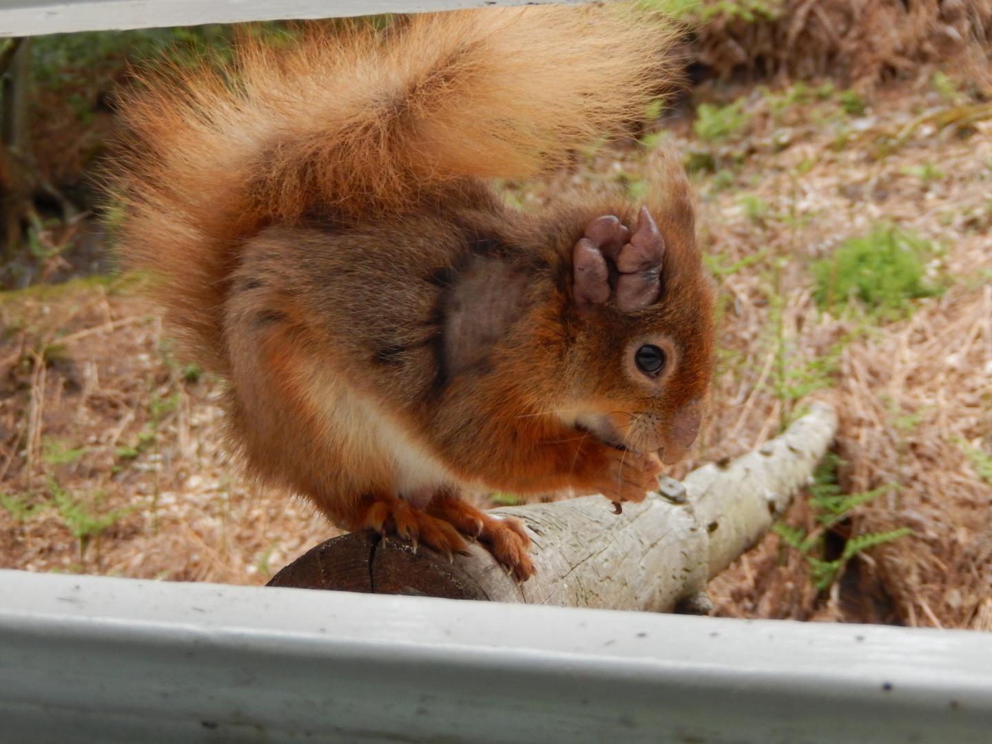 A Red Squirrel with Leprosy on its Ear