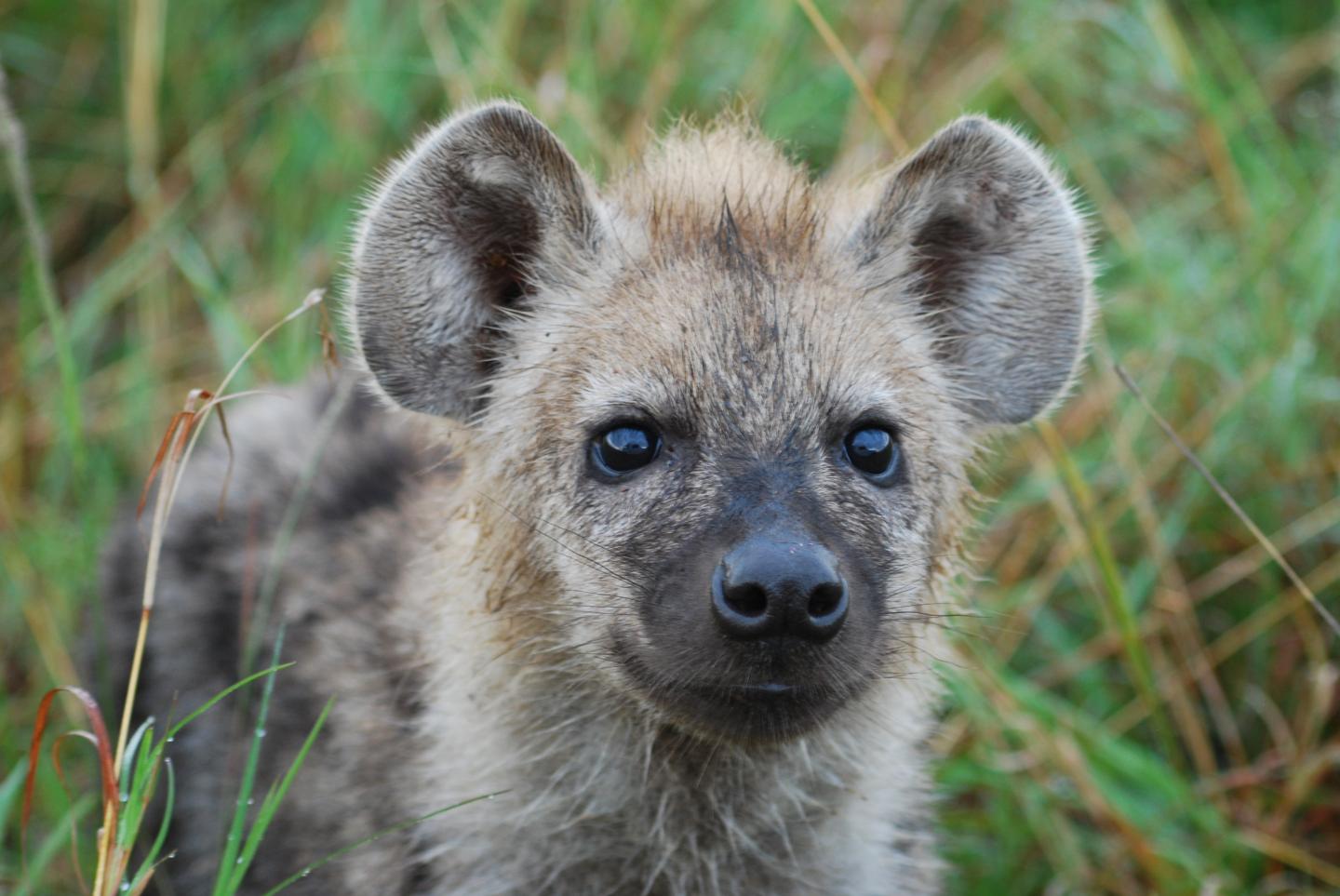 hyena animal smiling