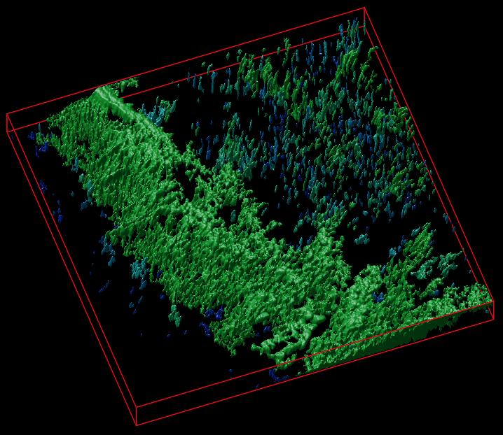 A 3D Reconstruction of a Cellulose Matrix