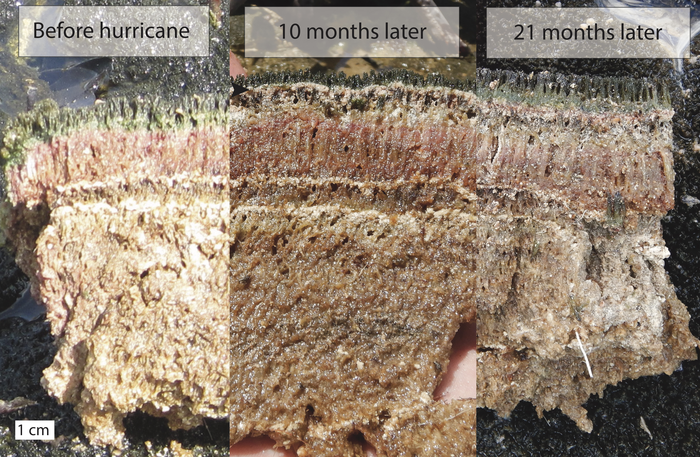 Before and after the hurricane