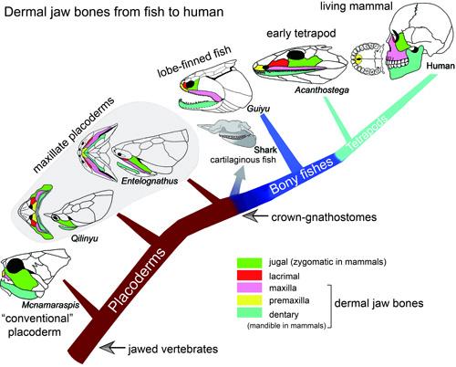 evolution of humans from fish