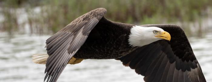 Bald eagle in flight