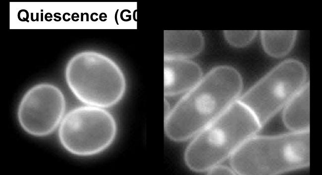 Yeast Cells as Seen Under a Microscope