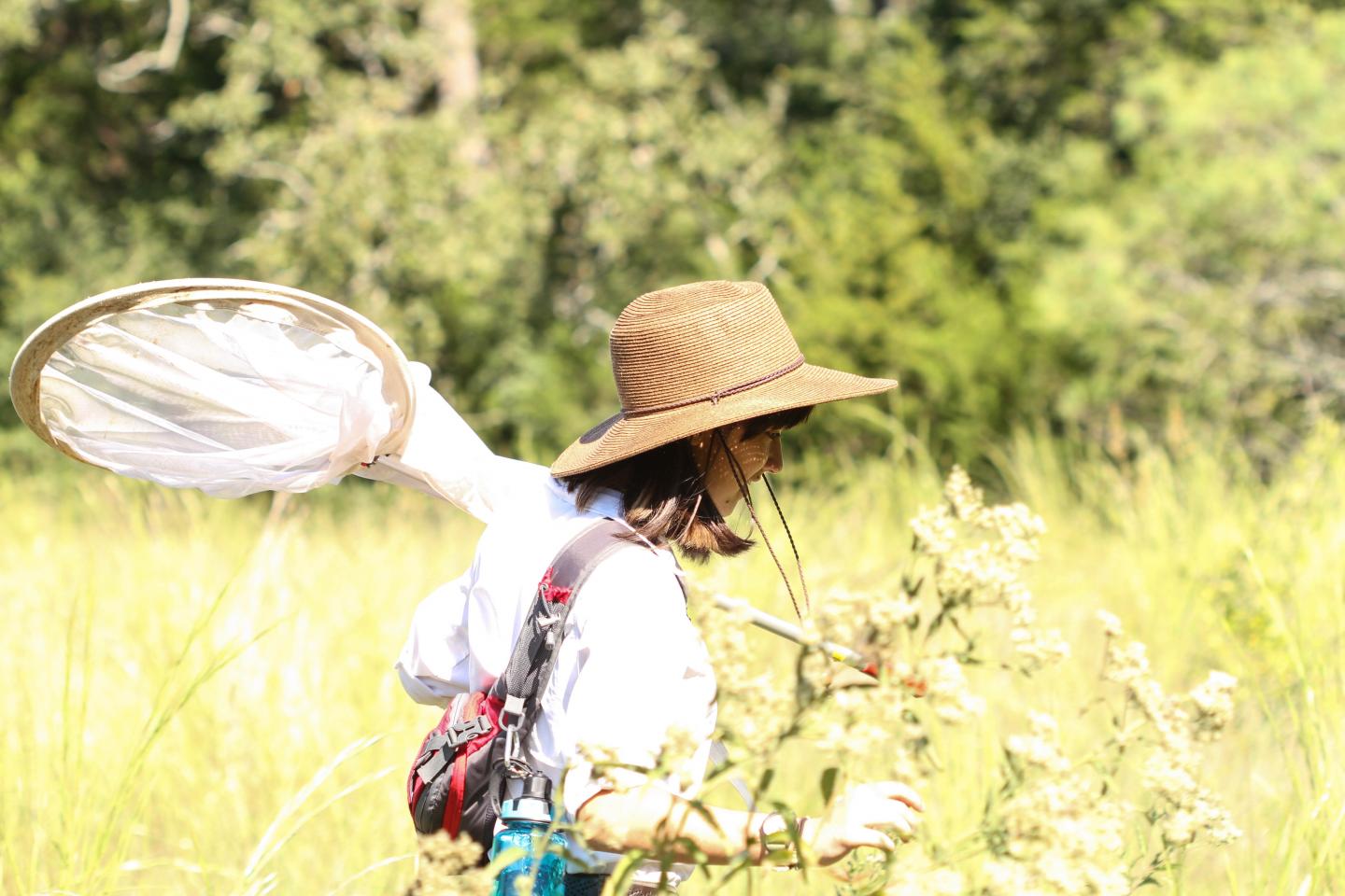 Entomologist with Sweep Net