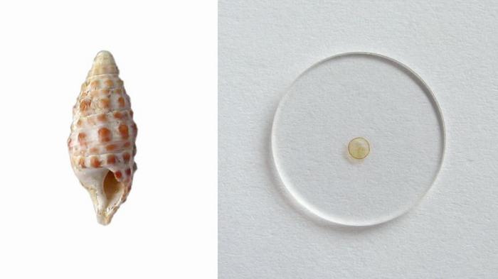 Fossil shell of Pithocerithium rubiginosum (height is 1.5 cm) from the Miocene sediments of Nexing in Austria (left) and isolated reddish polyene pigments on calcium fluoride disc (diameter of disc is 2 cm) (right).