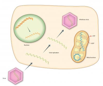 Hepatitis C Treatment's Side Effects Can Now Be Studied in the Lab (1 of 3)