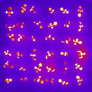 Arabidopsis Seedlings luminescence