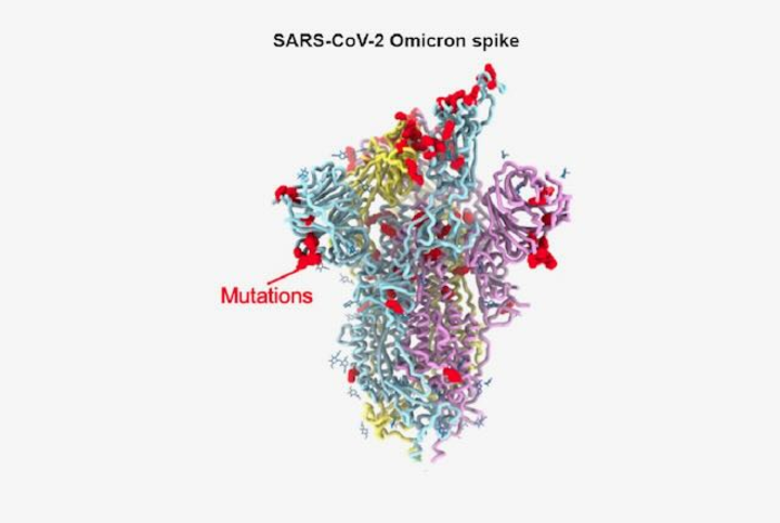 Omicron spike protein model